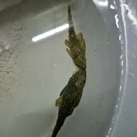 کت پوزه|ماهی|فلاورجان, |دیوار