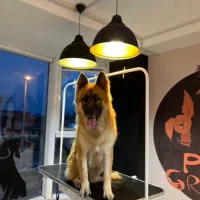 میز گرومینگ و جراحی ومعاینه وسینک اسکراب وان شستشو