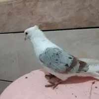 خوشونه|پرنده|الشتر, |دیوار