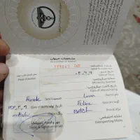 گربه با اصالت و شناسنامه دار|گربه|اهواز, کوی ایثار|دیوار