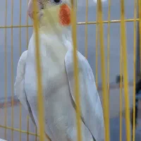 عروس هلندی|پرنده|اهواز, کمپلو شمالی|دیوار
