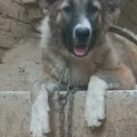 واگزاری سگ سراب