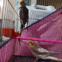 عروس هلندی|پرنده|اهواز, پردیس دو|دیوار