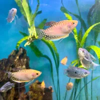 ماهی آکواریوم آب شیرین