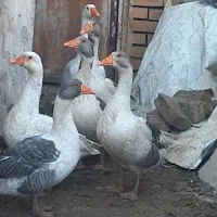 مولد غاز محلی اصیل|حیوانات مزرعه|شاهرود, |دیوار