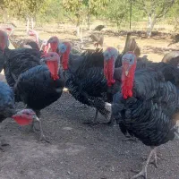 بوقلمون محلی (برنز)