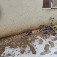 باسلام کبوتر دوبر