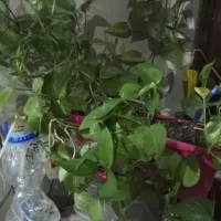 گل های اپارتمانی|گل و گیاه طبیعی|سیرجان, |دیوار