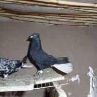 کبوتر رنگی سرور دم سفید