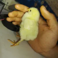 جوجه برهما