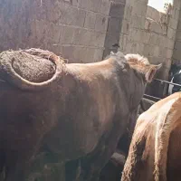 گوساله پرواری سیمینتال چاق سرک دار|حیوانات مزرعه|قائمشهر, |دیوار