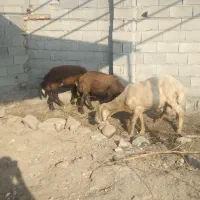 گوسفند نزایده  شکم اول دندان شیشک