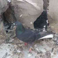 یک زاغ دم‌سفید پاک نر پرشی دو تا ساده و زاغ عراقی