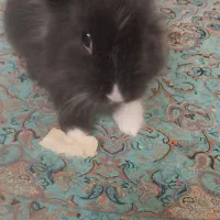 خرگوش باهوش