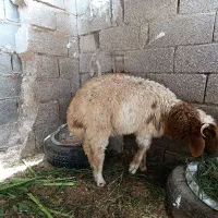 بره نر|حیوانات مزرعه|اندیمشک, |دیوار