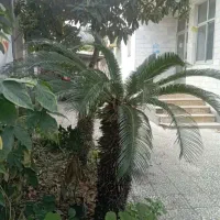 درخت سیکاس بالای 20سال