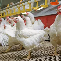 فروش-مرغداری-گوشتی-شبستر