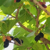آلبالو شاتوت گیلاس