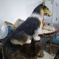 گرگ ،پولیشی