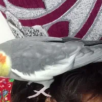 پرنده عروس هلندی|پرنده|اهر, |دیوار