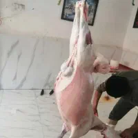 گوسفند پونک حصارک صادقیه ۴ دیواری جنت آباد