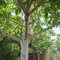 باغ ۲/۳۵۰ متر مربع|فروش زمین و ملک کلنگی|ماکو, |دیوار