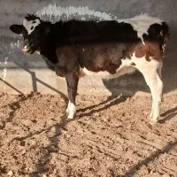 تلیسه|حیوانات مزرعه|تربت جام, میان جام|دیوار