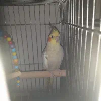 جفت عروس هلندی نر با قفس