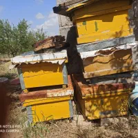 کندو زنبور عسل تعداد 5عد و یک  عدد یدک