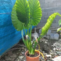 گل بابا آدم