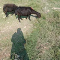 سلام ۵ عدد میش قزل افشاری جوان آبستن|حیوانات مزرعه|اندیمشک, |دیوار