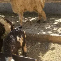 بره