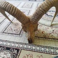 کله قوچی ده ساله