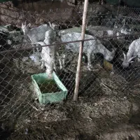 بره نر سبک،بز سانن اصل نر و ماده|حیوانات مزرعه|اصفهان, سرشبادران|دیوار