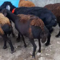 میش قزل|حیوانات مزرعه|خلخال, |دیوار