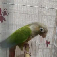 گرینچیک|پرنده|اهواز, سپیدار|دیوار