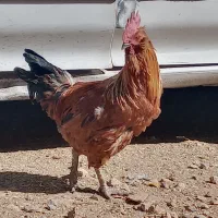 خروس فروشی|حیوانات مزرعه|درودزن, |دیوار