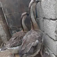 قو قاز خاکستری وسفید