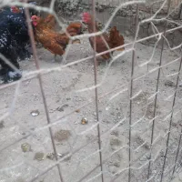 خروس سبرایت گلد
