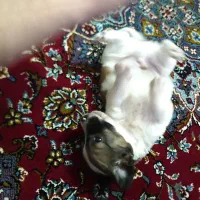 سگ شیتزو بازیگوش|سگ|قم, ولیعصر|دیوار