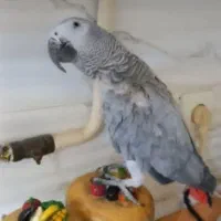 کاسکو گم شده