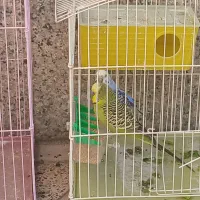 مرغ عشق|پرنده|ابرکوه, |دیوار