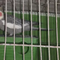 فروش عروس هلندی|پرنده|فردیس, انبار نفت|دیوار