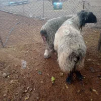 یک جفت قوچ درجه یک|حیوانات مزرعه|درودزن, |دیوار