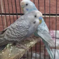 جفت مرغ عشق|پرنده|اهواز, کوی علوی|دیوار