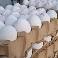 تـخم مـرغ کارتونی
