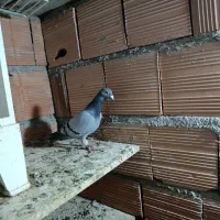 کبوتر گرفته شده