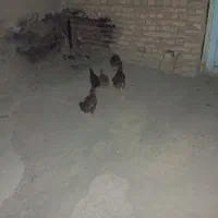 مرغ