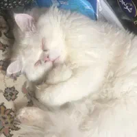 گربه پرشین