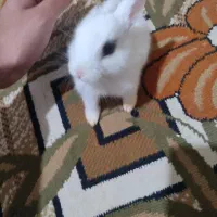 خرگوش مینیاتوری